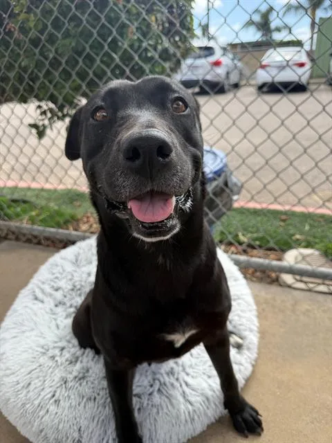 An adult large-sized female Labrador Retriever dog named Sweetie for adoption in Chula Vista, CA