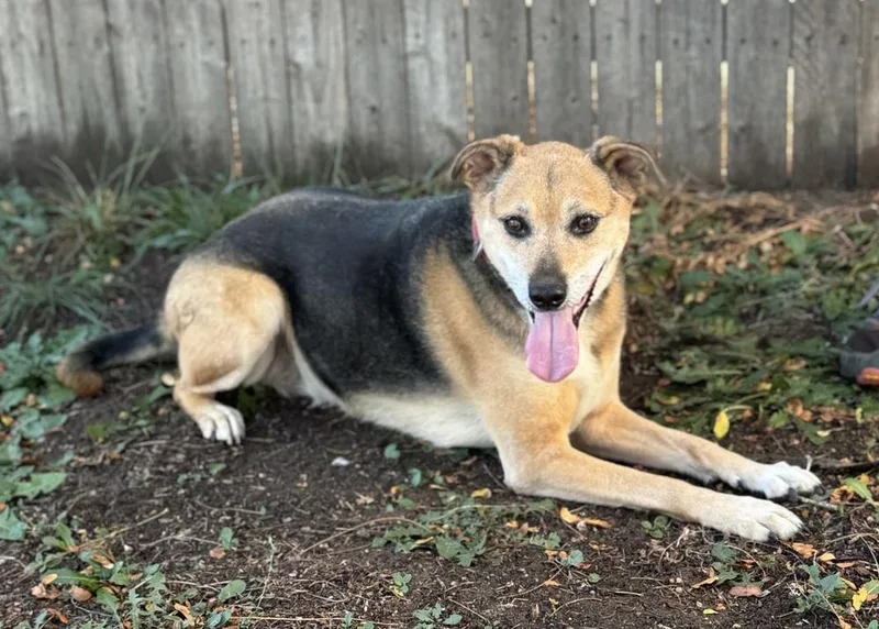 A senior medium-sized male Shepherd dog named Clove for adoption in Littleton, CO