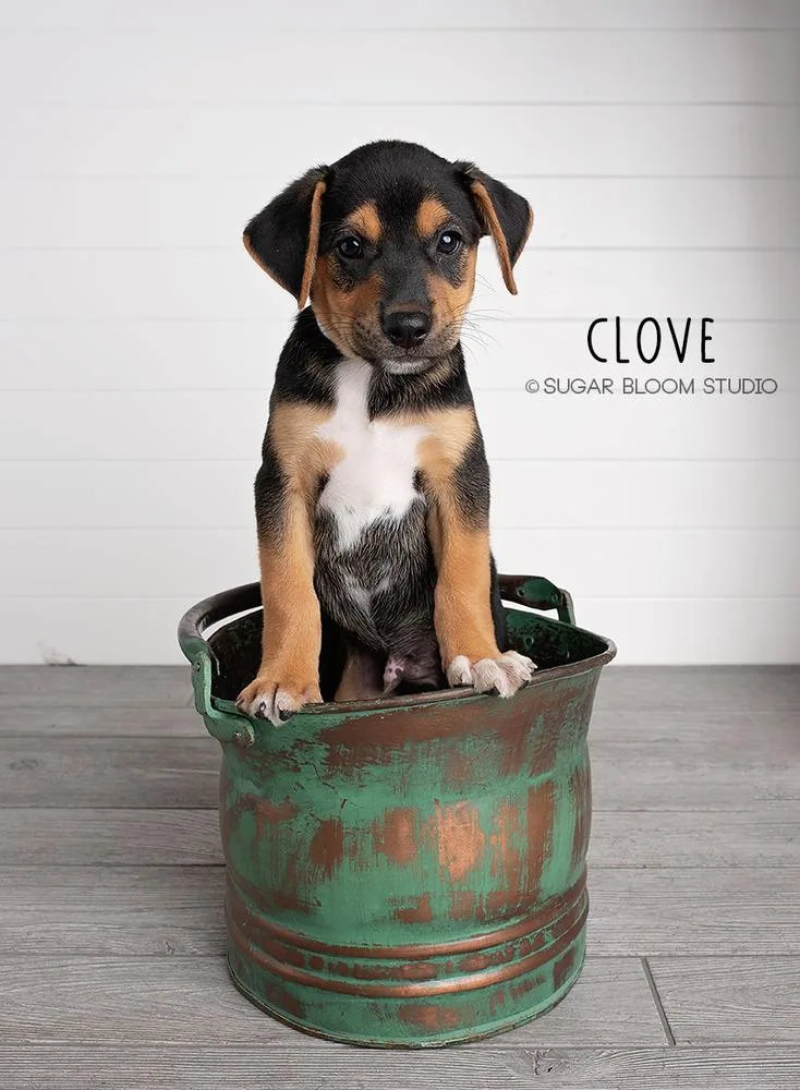Clove thumbnail 2