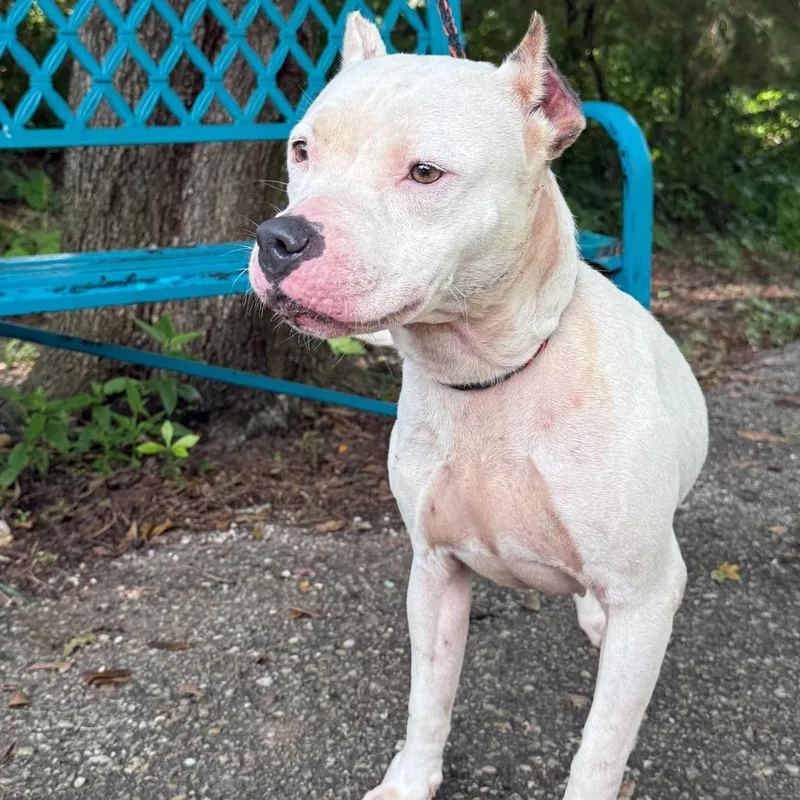 An adult medium-sized female White / Cream Mixed Breed dog named Kali for adoption in Monroeville, AL