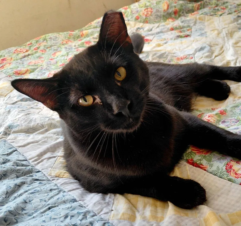 Frankie Bondedtosweetpeach thumbnail 2