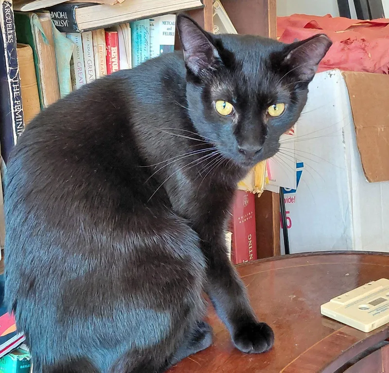 Frankie Bondedtosweetpeach thumbnail 3