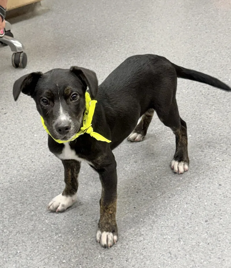 A baby medium-sized male Shepherd dog named Rino for adoption in Manchester, CT