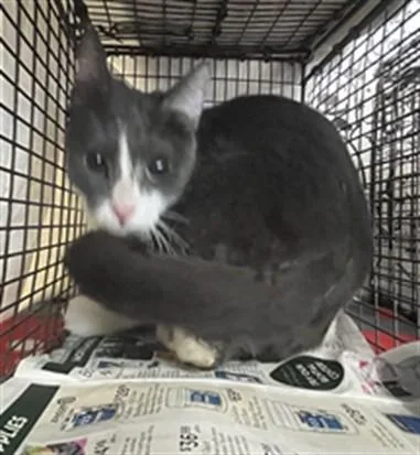 An adult large-sized female Domestic Medium Hair cat named Gaga for adoption in San Pedro, CA