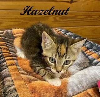 Hazelnut
