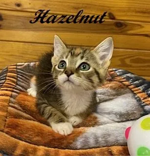 Hazelnut thumbnail 2
