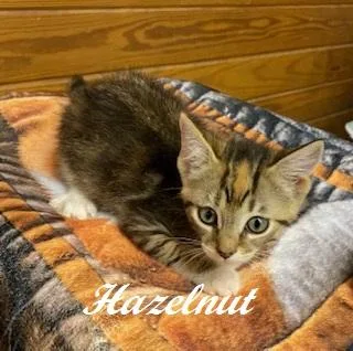 Hazelnut thumbnail 3