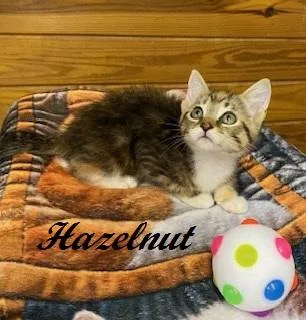 Hazelnut thumbnail 4
