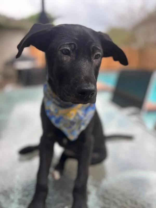 An adult medium-sized male Black Labrador Retriever dog named Rolo for adoption in Houston, TX