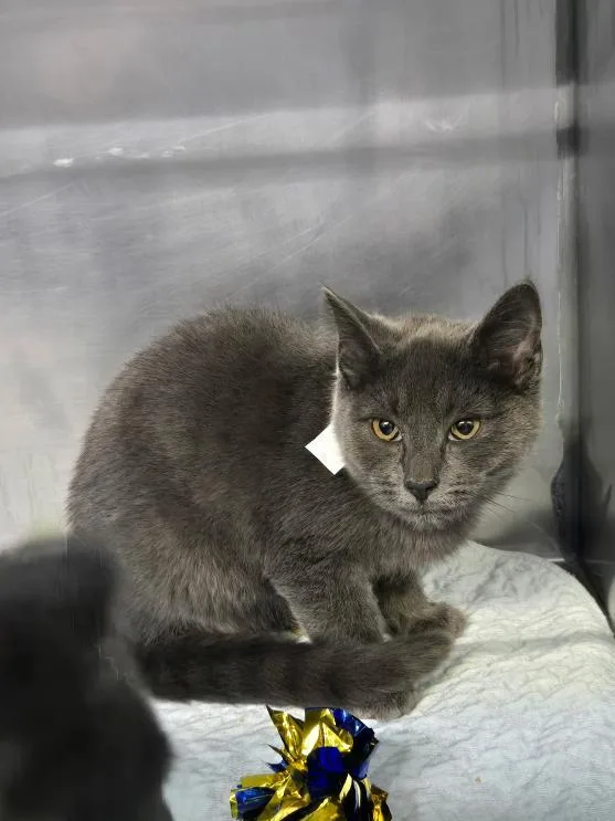 A young medium-sized male Gray / Blue / Silver Domestic Short Hair cat named Owen for adoption in Mount Vernon, OH