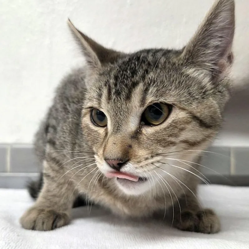 A baby medium-sized female Brown / Chocolate Domestic Short Hair cat named Cecilia for adoption in Austin, TX