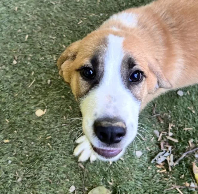 A baby large-sized male Apricot / Beige Great Pyrenees dog named Alex Armstrong for adoption in Andover, MA