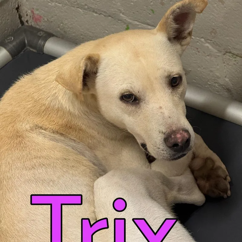 An adult medium-sized female Yellow / Tan / Blond / Fawn Mixed Breed dog named Trix for adoption in Marble, NC