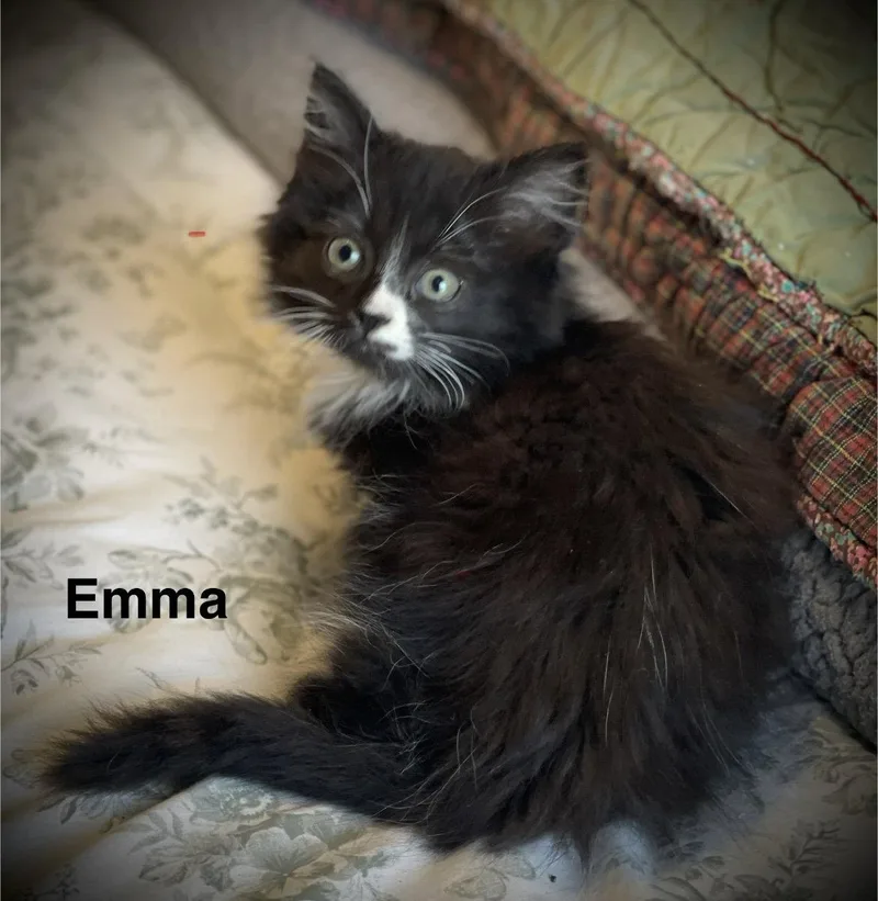 Emma C Gatlin