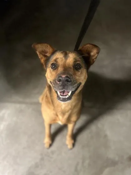 An adult medium-sized female Shepherd dog named Olive for adoption in Bowling Green, KY