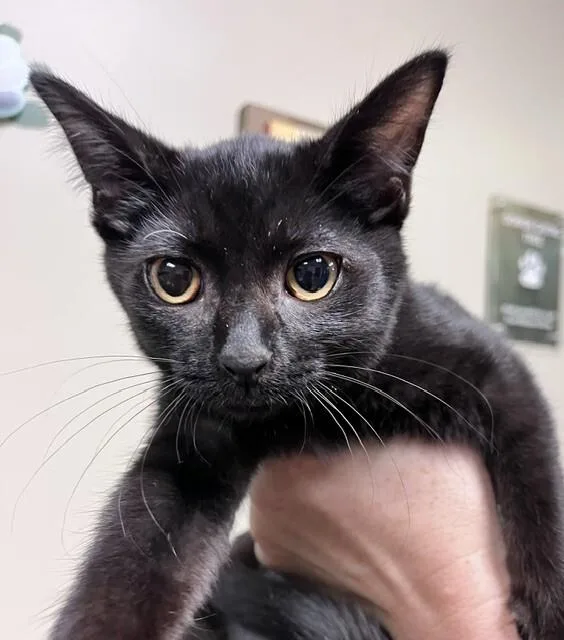 A young medium-sized female Black Domestic Short Hair cat named Strawberry for adoption in Arlington, WA