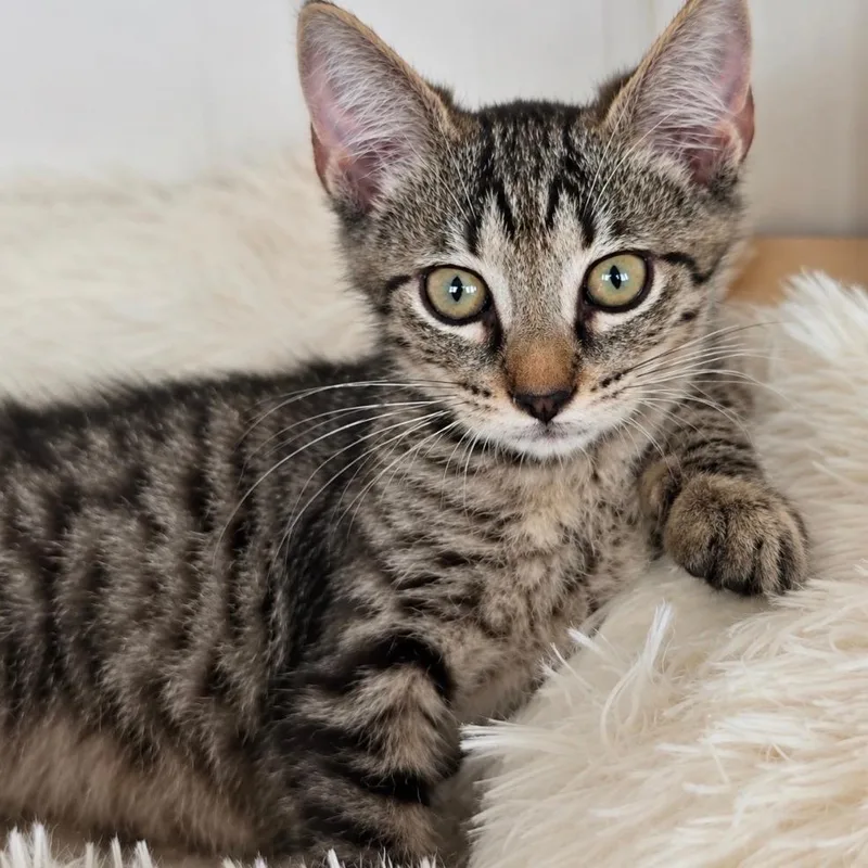 A baby small-sized female Brown / Chocolate Domestic Short Hair cat named Robin for adoption in Hamburg, NY