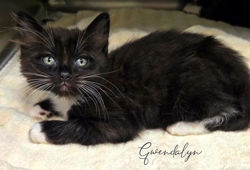 A baby small-sized female Domestic Short Hair cat named Gwendalyn for adoption in Blountville, TN