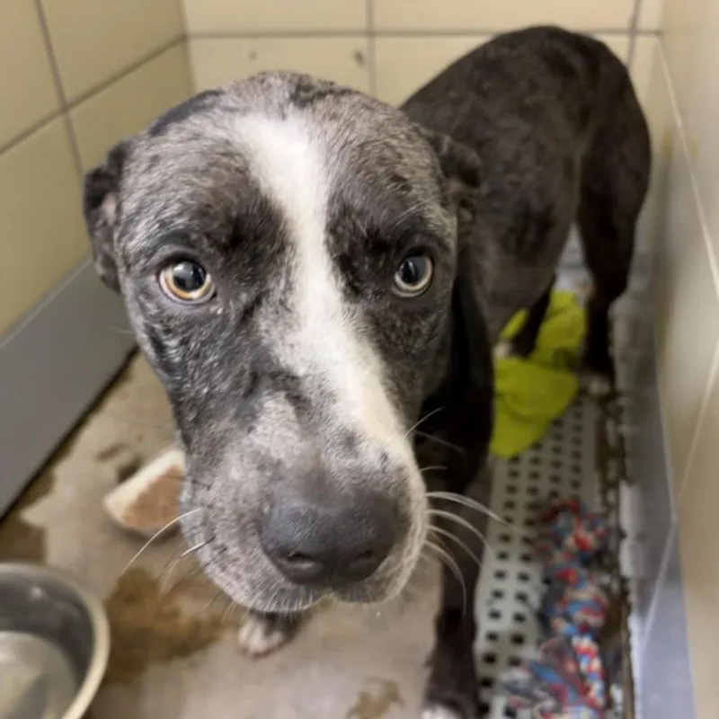 An adult large-sized male Staffordshire Bull Terrier dog named Brick for adoption in Houston, TX
