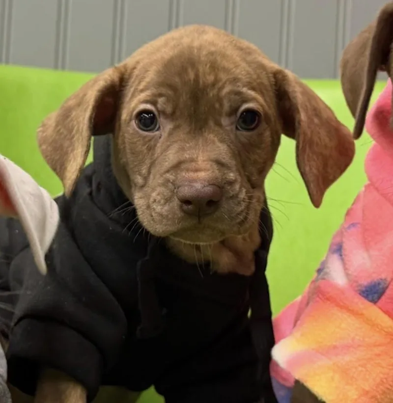 A baby medium-sized female Brindle Pit Bull Terrier dog named Yogurt for adoption in Naperville, IL