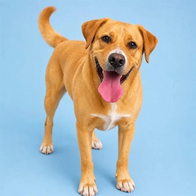 An adult large-sized male Labrador Retriever dog named Booker for adoption in Westminster, MD