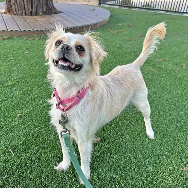 An adult small-sized female Spaniel dog named Casserole for adoption in Walnut Creek, CA