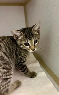 Lily thumbnail 2