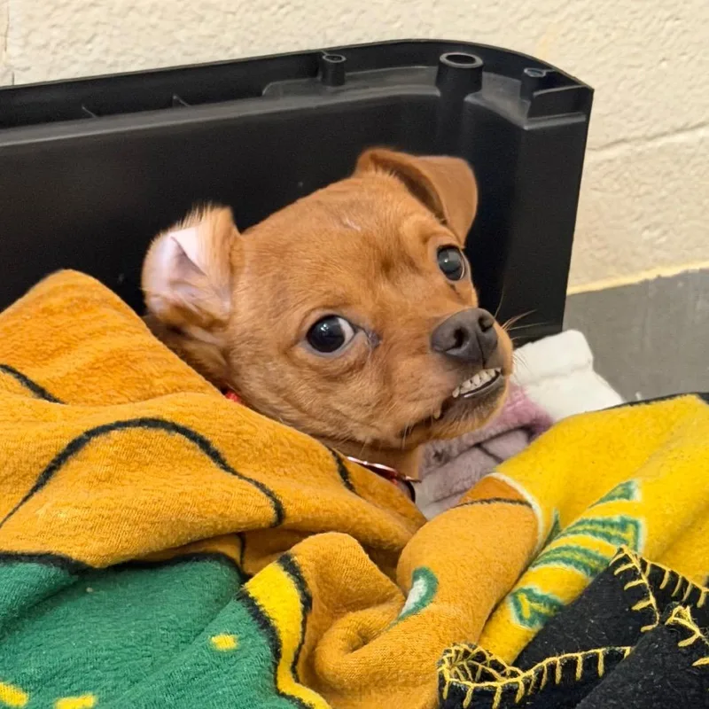A young small-sized male Yellow / Tan / Blond / Fawn Chihuahua dog named Reckles for adoption in Tacoma, WA