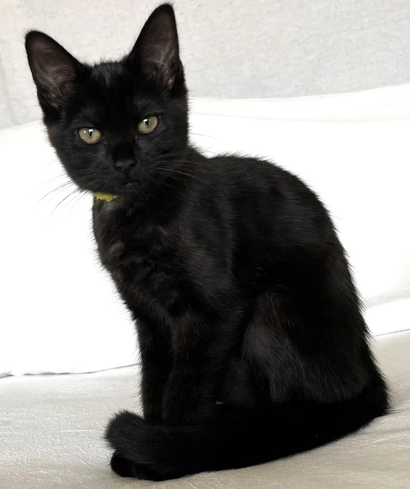 A baby medium-sized female Bombay cat named Valencia for adoption in Lyle, WA