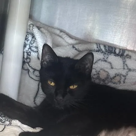 An adult small-sized female Domestic Short Hair cat named Winifred for adoption in Brockton, MA
