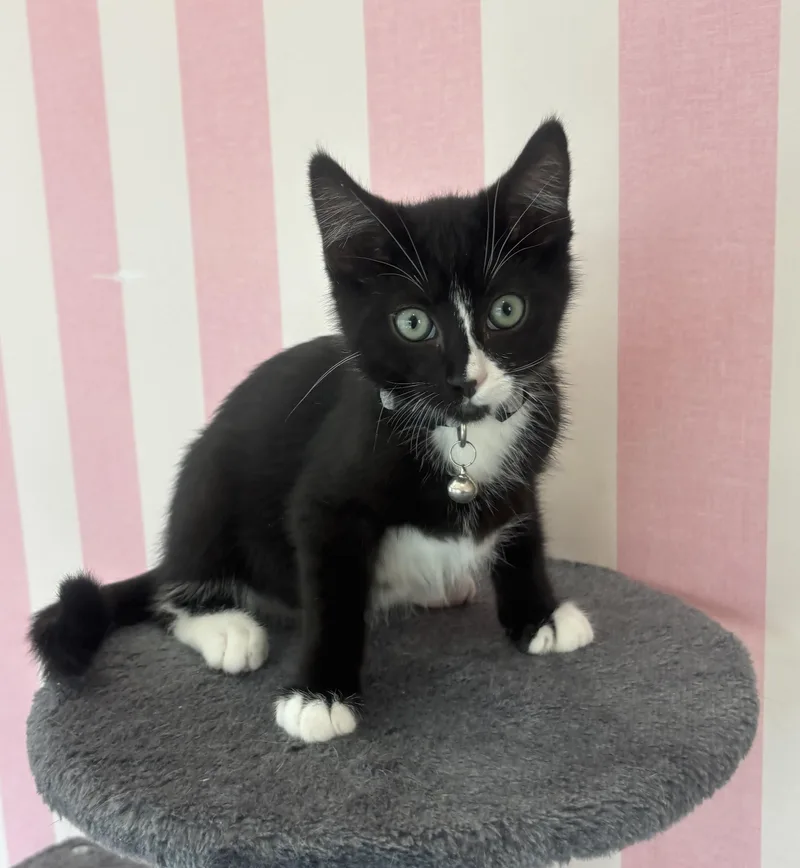 A young small-sized male Black & White / Tuxedo Domestic Short Hair cat named Daly for adoption in Whittier, CA