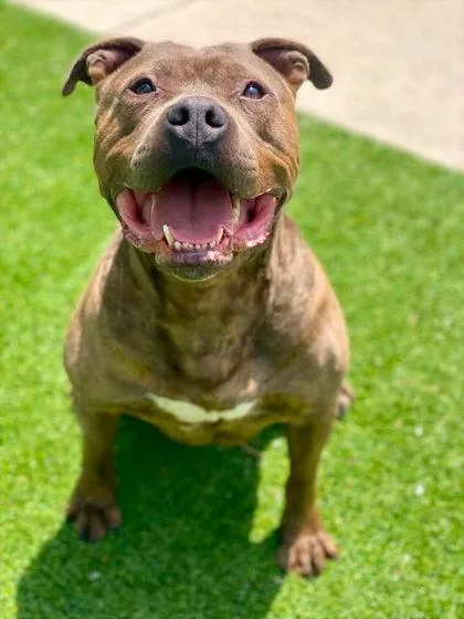 An adult large-sized male Mixed Breed dog named Rhysand for adoption in Munster, IN