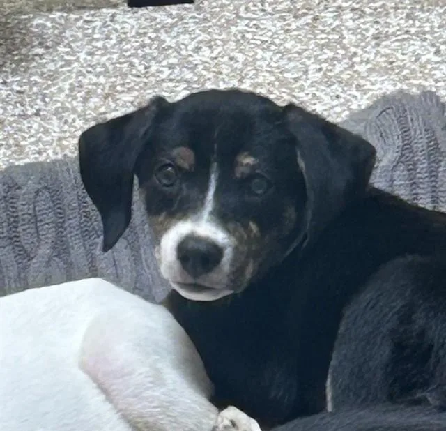 Sophie