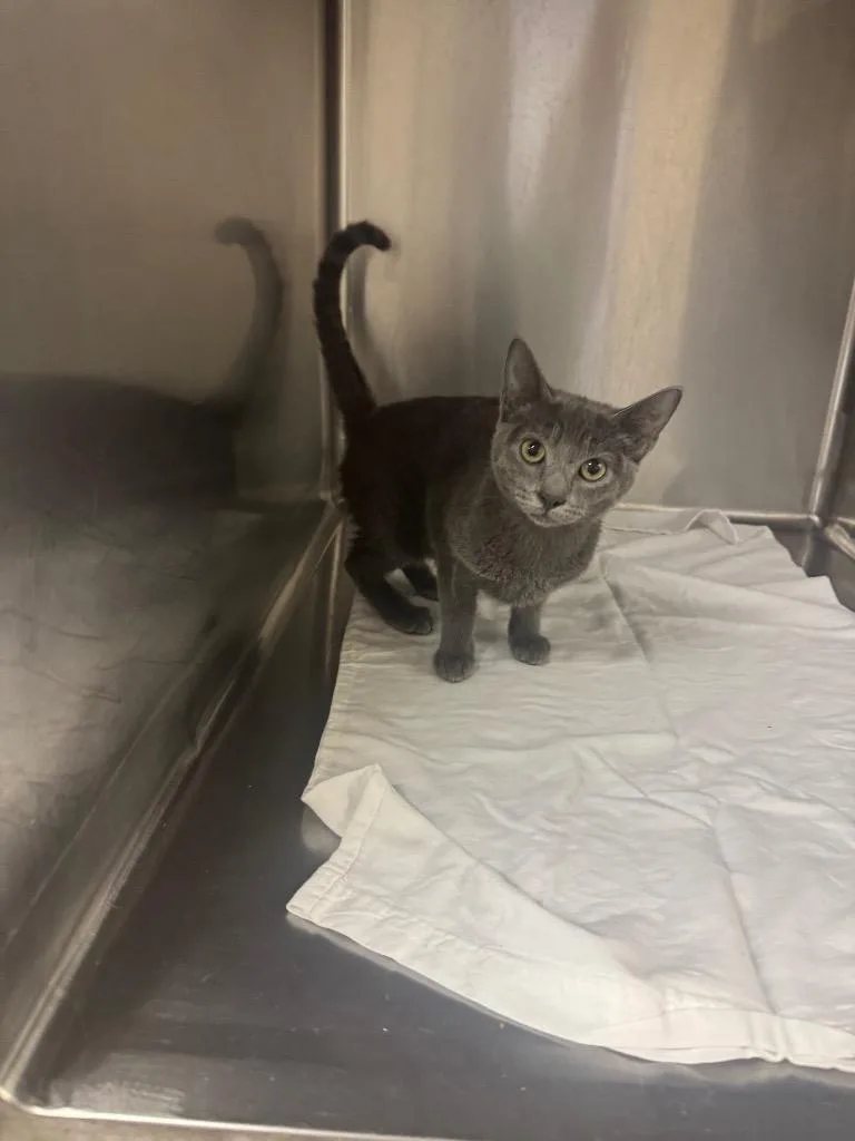 A baby medium-sized female Domestic Short Hair cat named Shadow for adoption in Sorrento, LA