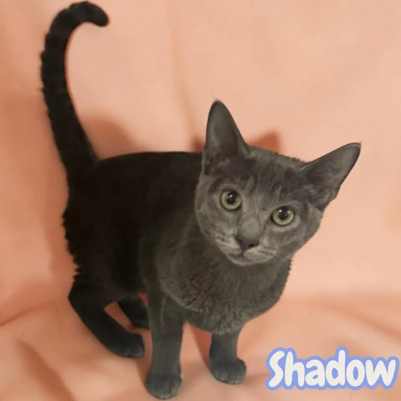 Shadow thumbnail 2
