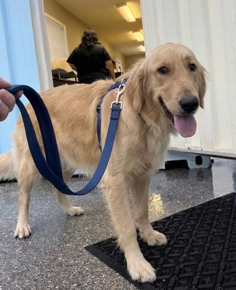 A young large-sized female Apricot / Beige Golden Retriever dog named Lilly for adoption in Palm springs, FL