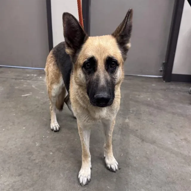 An adult large-sized female German Shepherd Dog dog named Eleanor for adoption in Ontario, CA