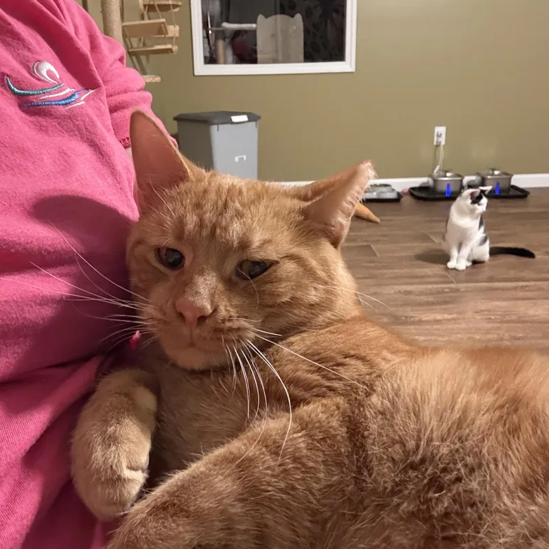 An adult medium-sized male Domestic Short Hair cat named Snickers for adoption in Brighton, IL