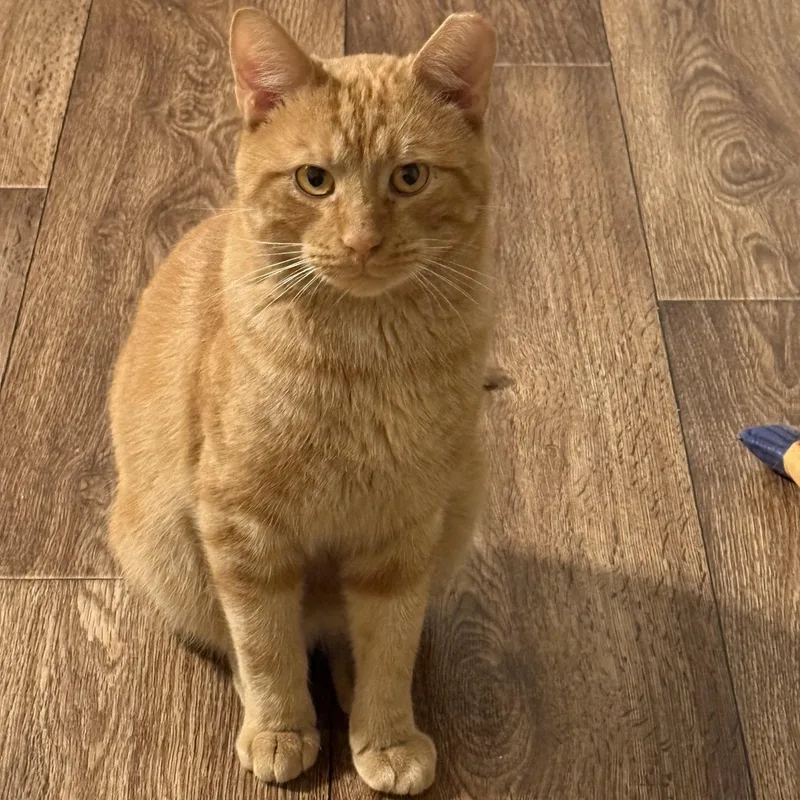 Snickers thumbnail 3