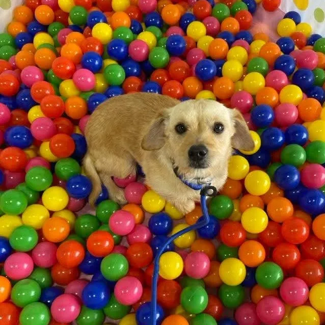 A young small-sized male Chihuahua dog named Anjel for adoption in Minooka, IL