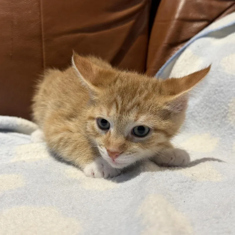 A baby small-sized male Domestic Short Hair cat named Prince for adoption in Cumming, GA