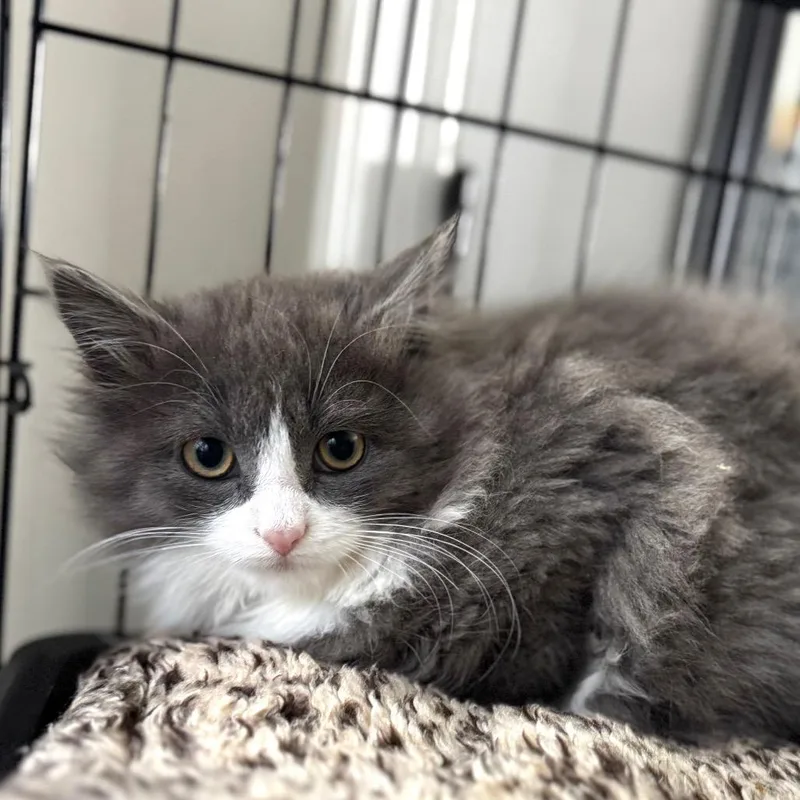 Frobozz Of Zork thumbnail 3