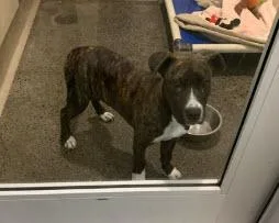 A baby medium-sized male Pit Bull Terrier dog named Tizz for adoption in Berkeley, CA