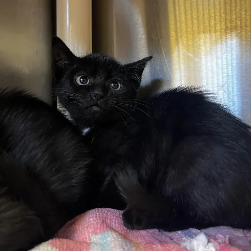 A baby small-sized female Black Domestic Short Hair cat named Midnight for adoption in Harrisville, WV