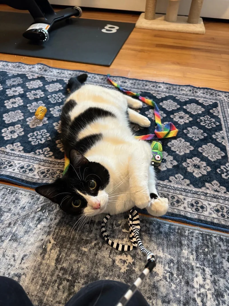 Penelope + Piper thumbnail 3