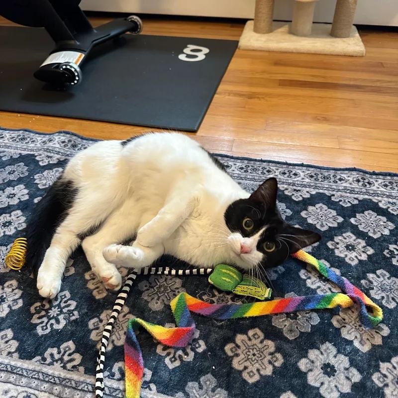 Penelope + Piper thumbnail 4