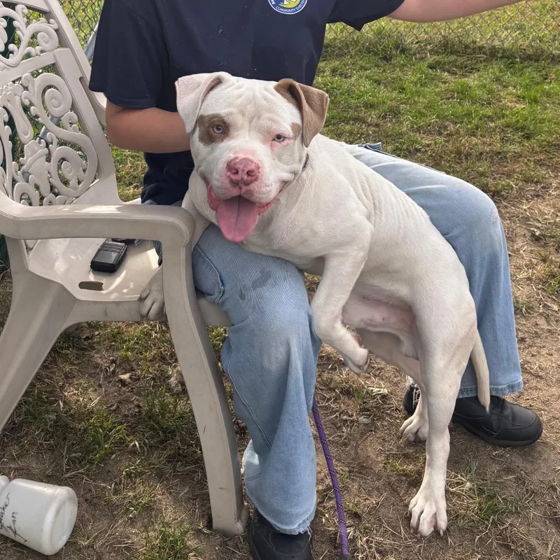 A baby large-sized male White / Cream Mixed Breed dog named Blue for adoption in Newark, NJ