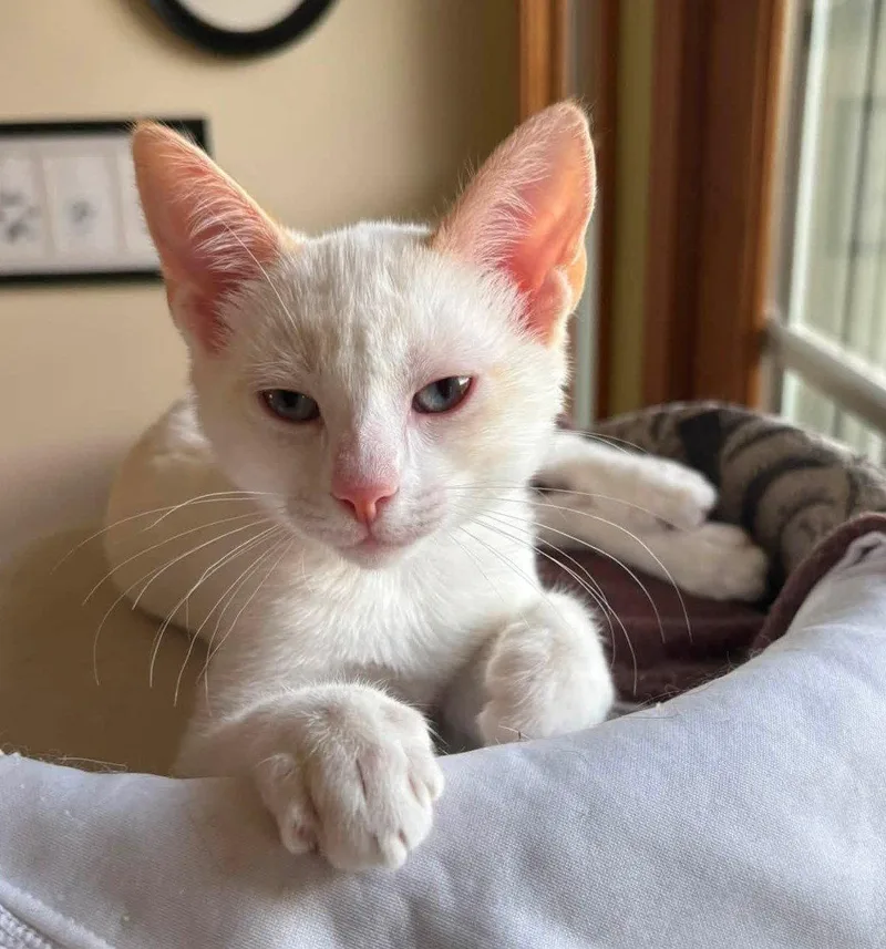 A baby medium-sized female Siamese cat named Dove for adoption in Greenville, IL