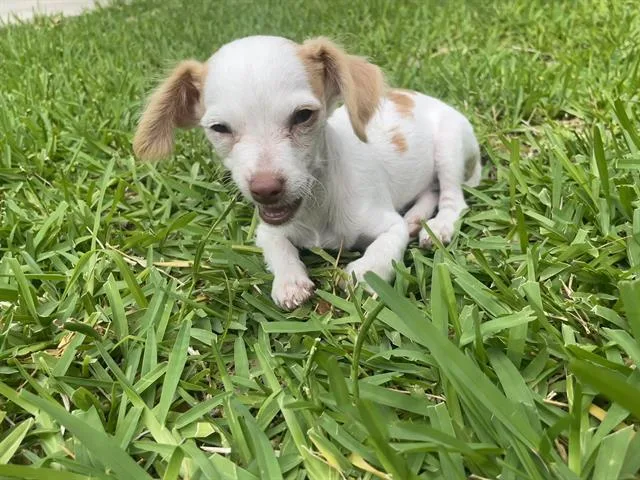 A baby small-sized male Chihuahua dog named Danby for adoption in San Antonio, TX