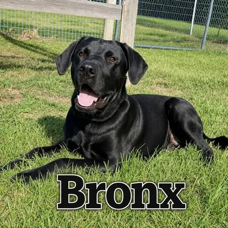 A young medium-sized male Black Labrador Retriever dog named Bronx for adoption in Matteson, IL
